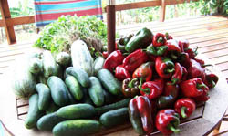 Only freshest vegetables served at or restaurant